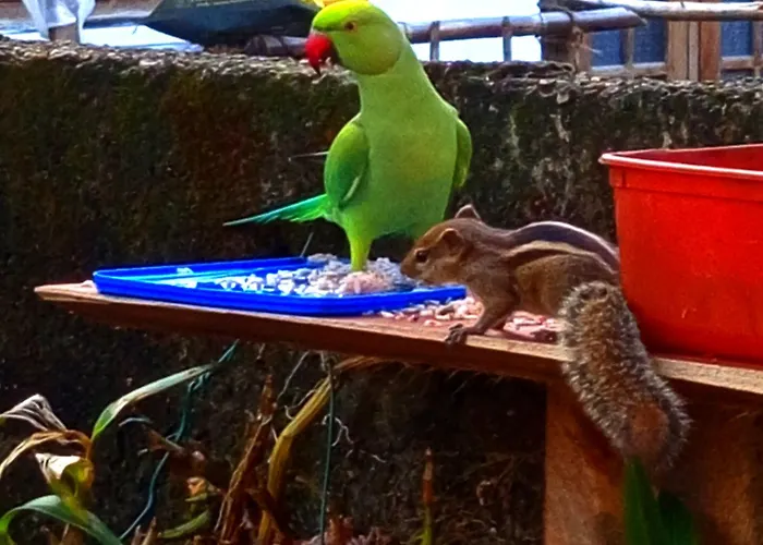Sparrow Villa